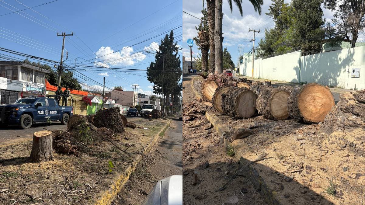 Indignación en Puebla: Ayuntamiento tala 29 árboles en avenida 5 de Mayo