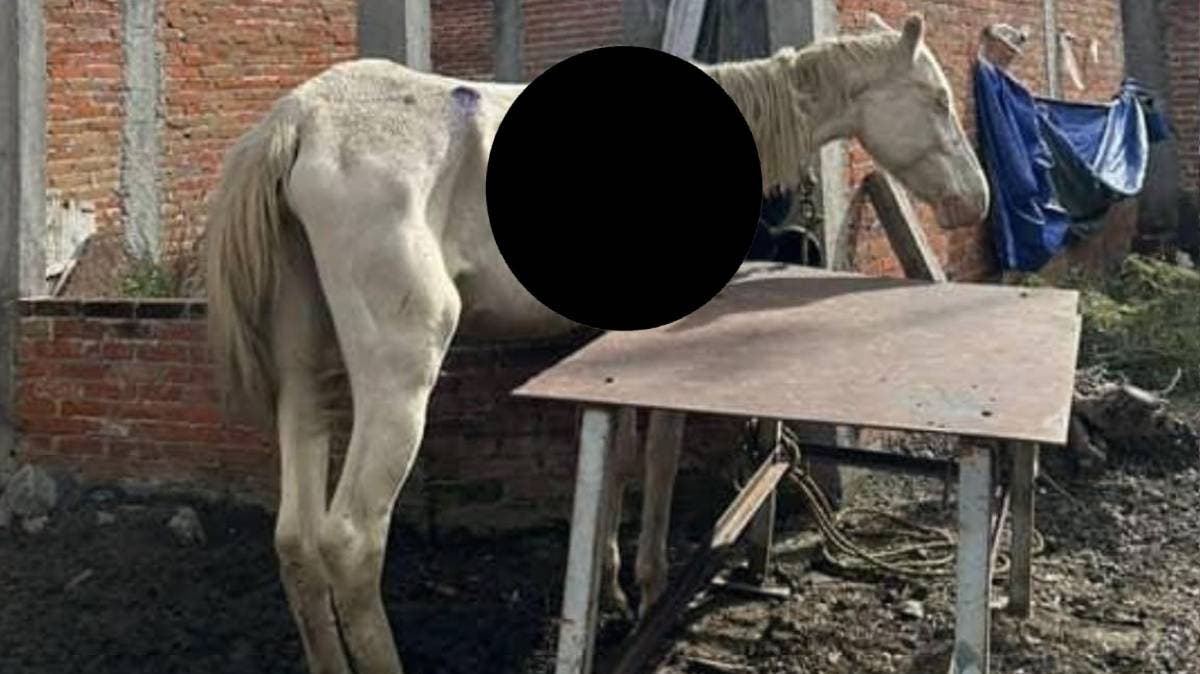 Cuacolandia exige rescate urgente de caballo maltratado en Atlixco; autoridades municipales ignoran llamado
