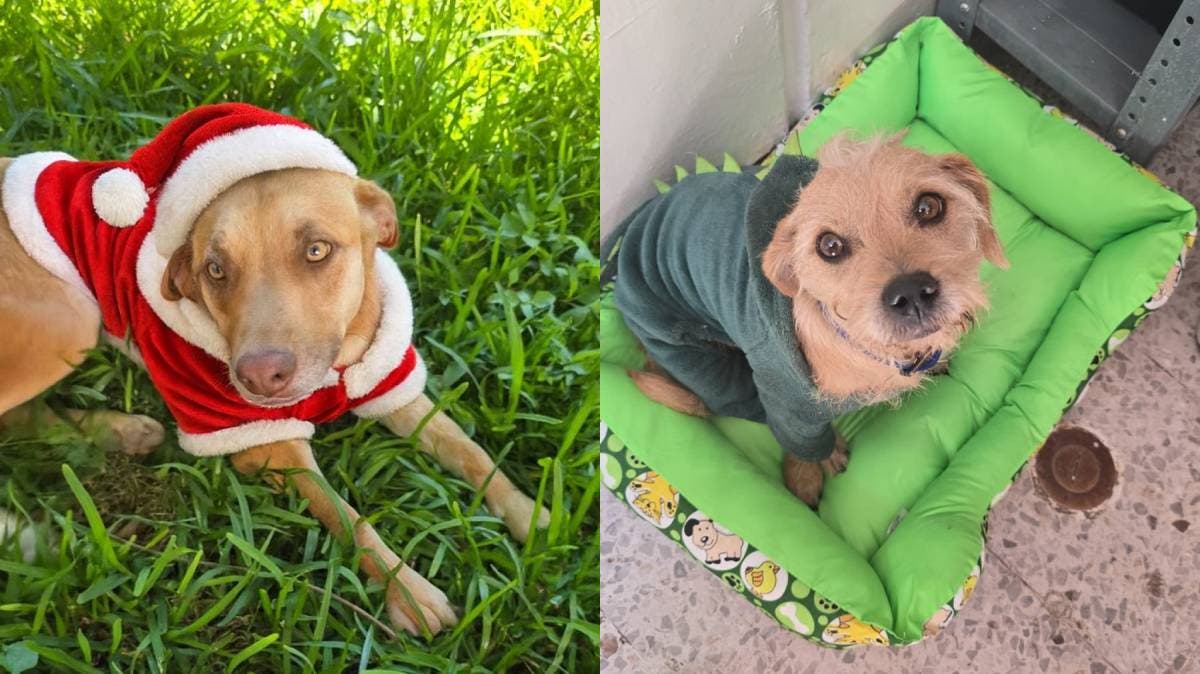 Denuncian desaparición de perros en CBTIS 229 Puebla; Fiscalía investiga hechos ilegales