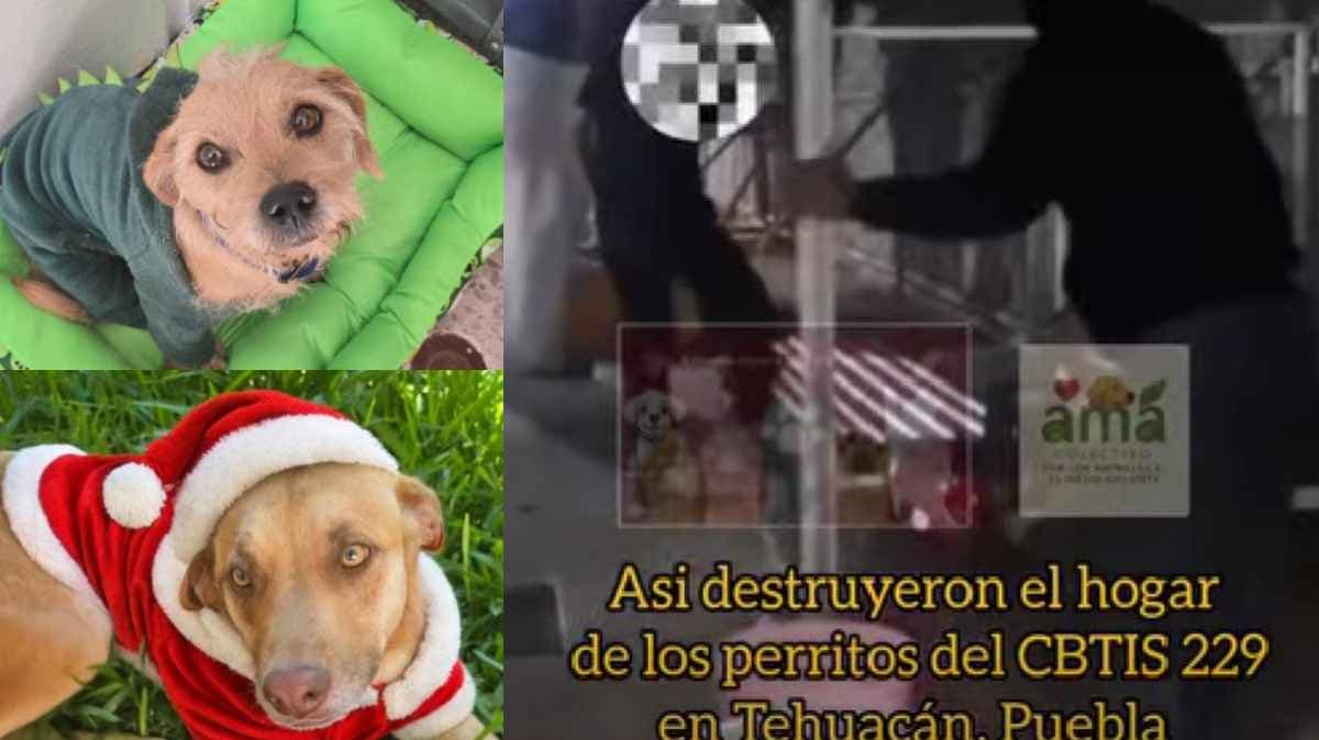 Video revela destrucción del refugio de perros en CBTIS 229; paradero de los animales sigue desconocido