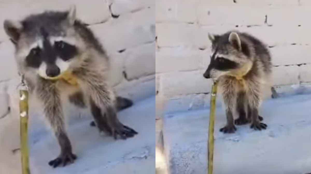 Indignación en Tehuacán: Denuncian venta ilegal de mapache en grupo de Facebook