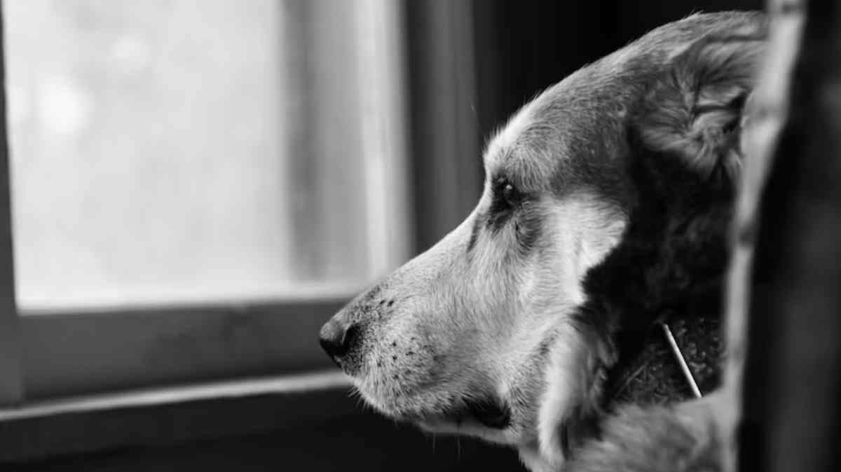 Terror en Guadalupe Santa Ana: perro hallado muerto con mensaje de amenaza alarma a vecinos