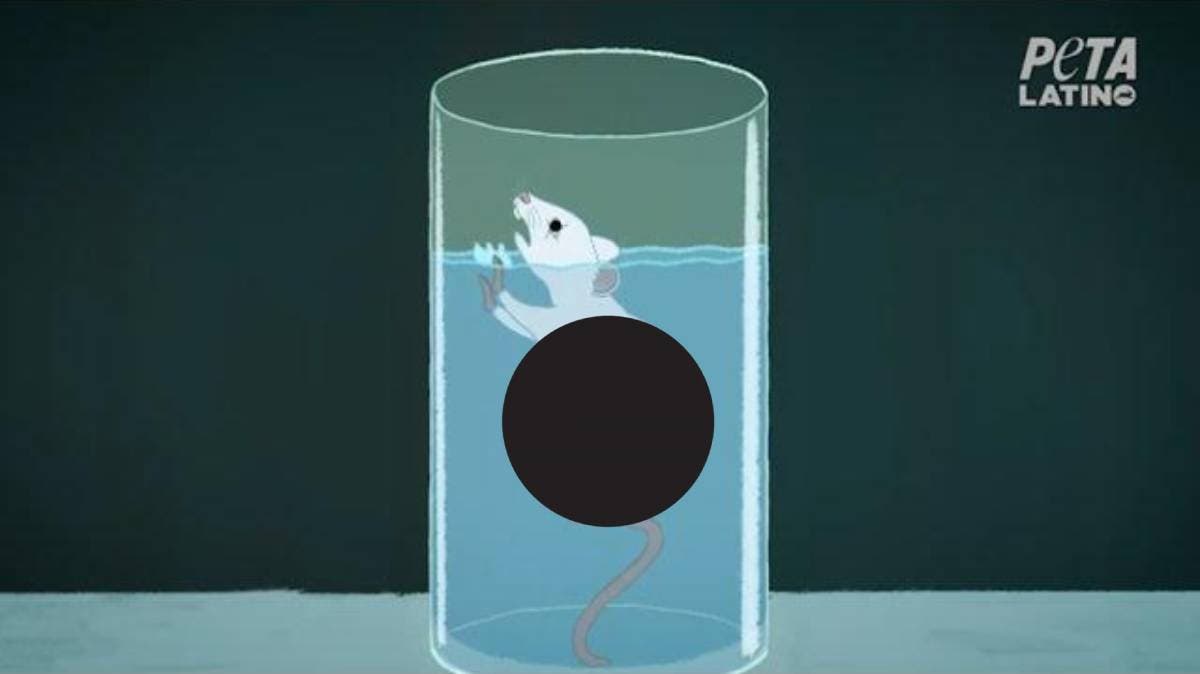 BUAP señalada por crueldad animal: ratones torturados en pruebas de laboratorio