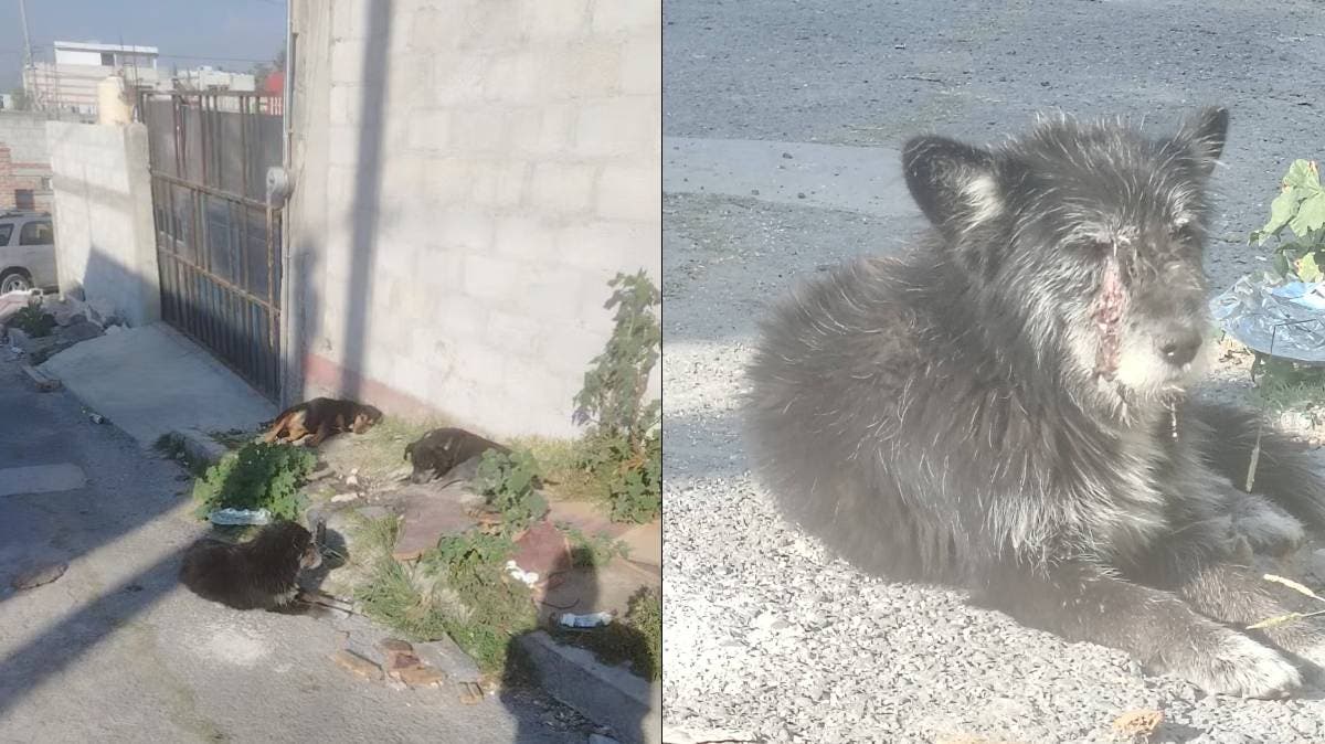 Balcones del Sur: perrito enfermo con secreciones preocupa a vecinos, dueña lo ignora
