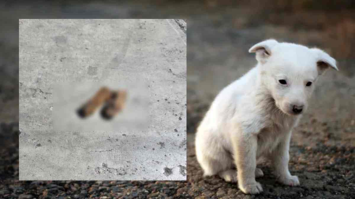 Indignación en Texmelucan: hallan patas de perro mutiladas en la colonia Lindavista