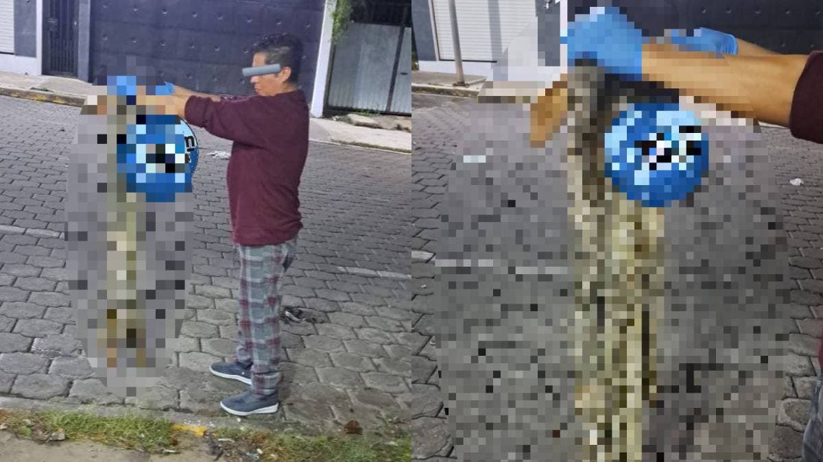 Crueldad animal en Tehuacán: hallan piel de perro abandonada en plena calle