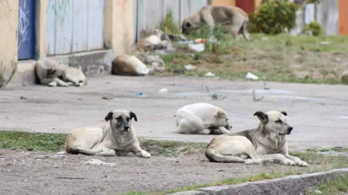 Santa Lucía en alerta: investigan envenenamiento de perros y crece la preocupación vecinal