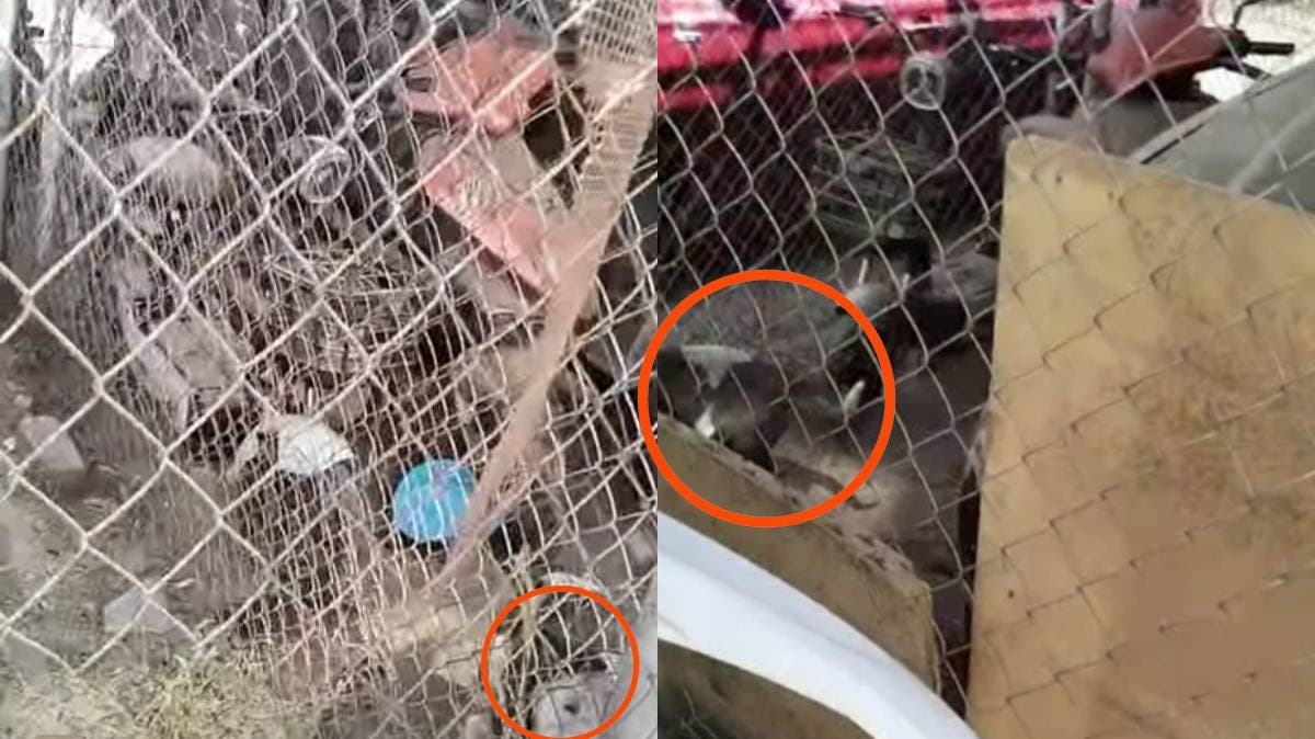 Alertan por presunto maltrato animal: reportan a dos pitbulls inmovilizados junto a un automóvil en Puebla