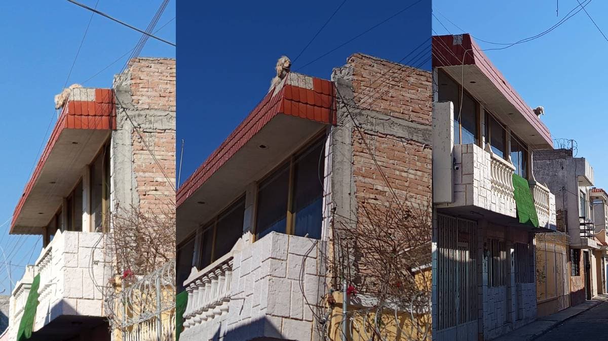 Alerta por posible maltrato animal: reportan a perro sin agua ni alimento en azotea de Tehuacán