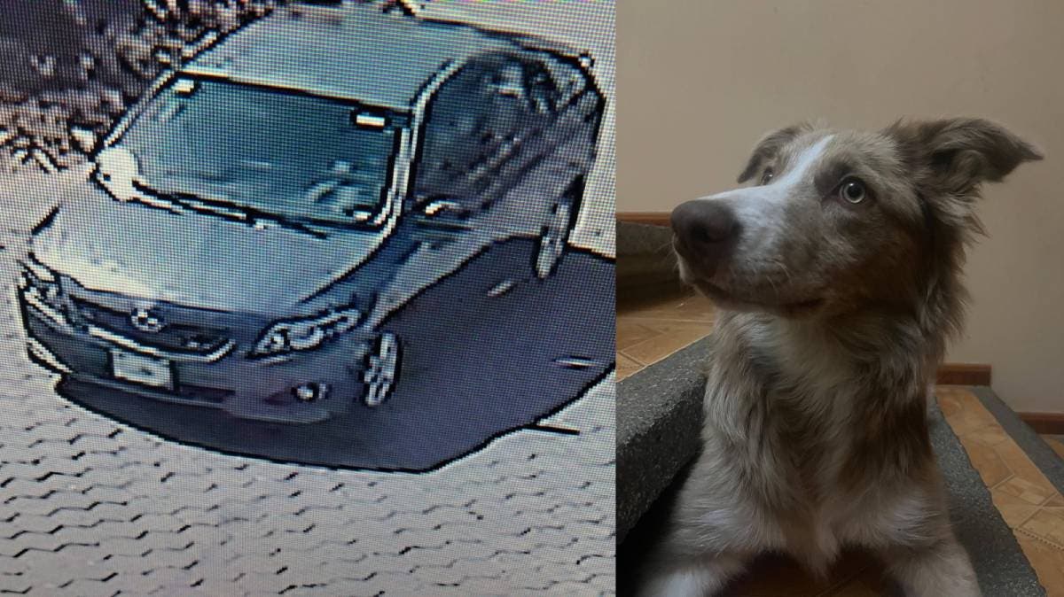 Roban casa en Calpan y se llevan a perrita Leah, Border Collie de 5 meses, ¡sus dueños la buscan!