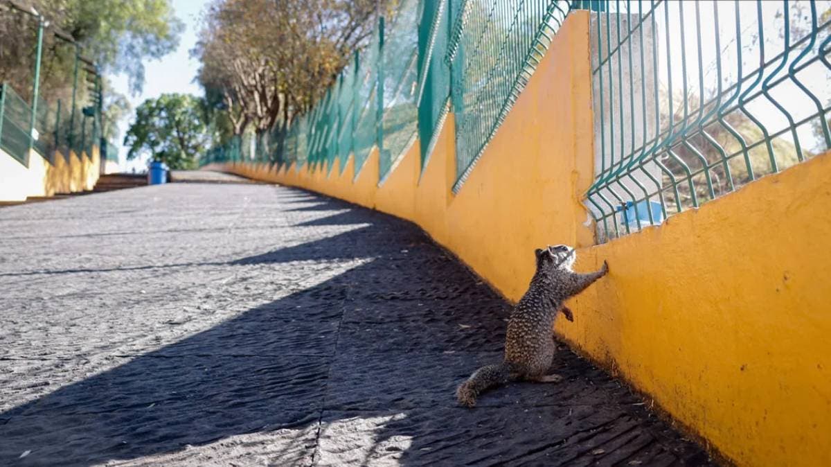 Cholula en alerta: evaluarán control de ardillas para proteger la Gran Pirámide