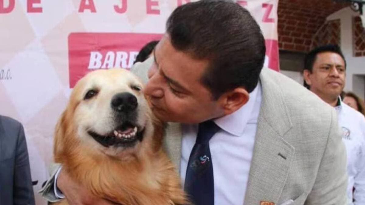 Murió Tommy Armenta, el perro que acompañó al gobernador de Puebla y se volvió símbolo de bienestar animal