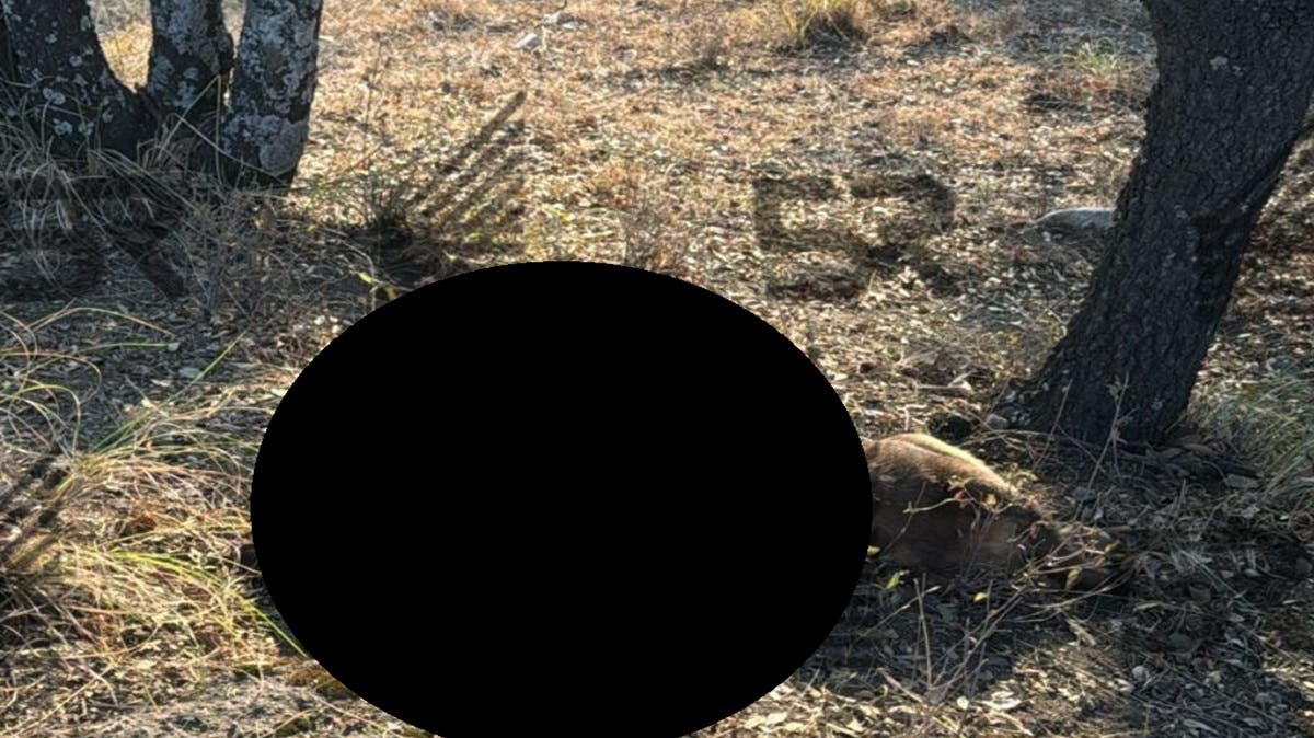 Fuertes imágenes | Indignación en Puebla: hallan perro colgado de un árbol en Haras del Bosque