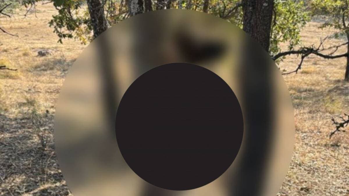 Indignación en Haras del Bosque: denuncian que un pastor belga fue colgado de un árbol; piden investigación