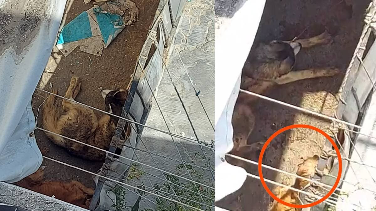 Crueldad animal en Puebla: golpean y amarran a husky y golden retriever