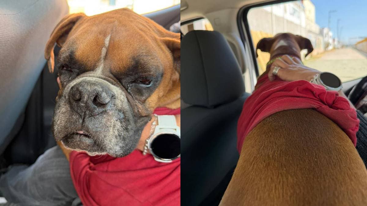 “Don Chato” ya tiene hogar: el perrito del paradero 16 de Septiembre en RUTA Puebla fue adoptado