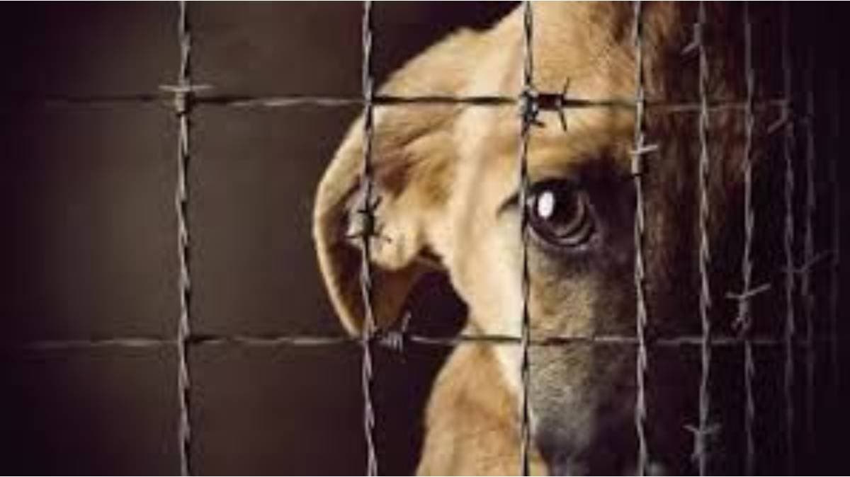 Proponen Fiscalía Especializada en Maltrato Animal en Puebla ante aumento de casos