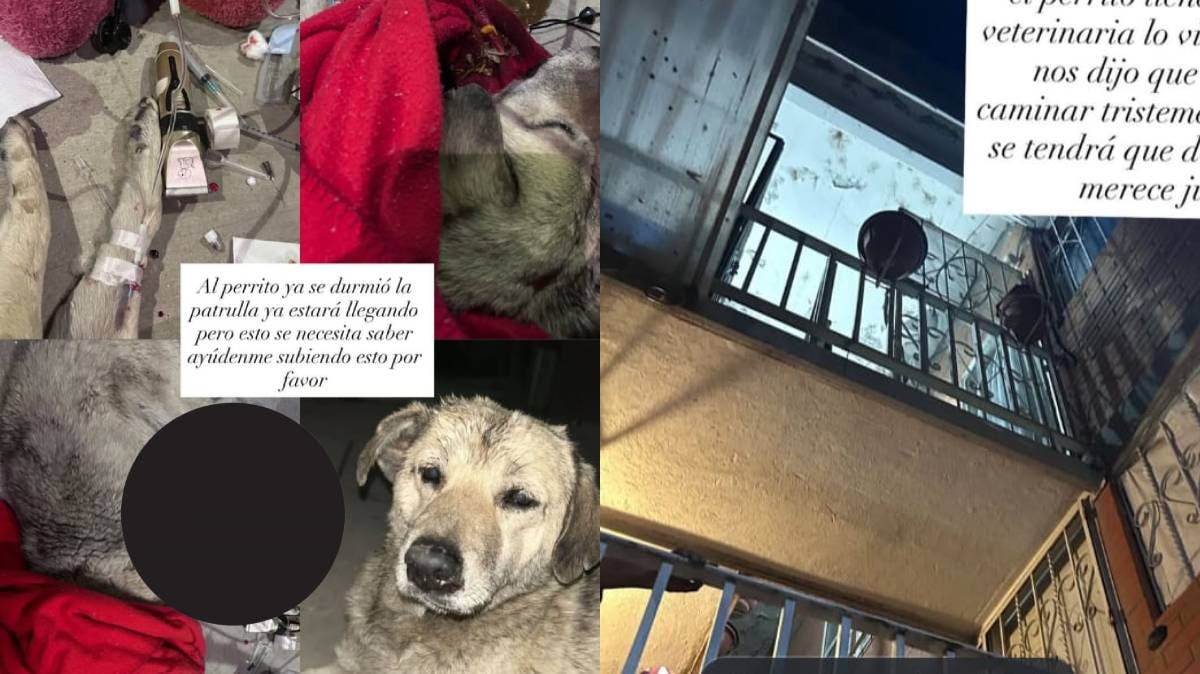 Indignación en Puebla: denuncian que un perro fue arrojado desde un tercer piso en Hacienda El Cobre