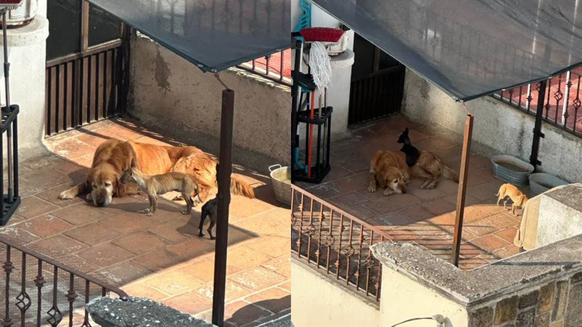 Puebla: denuncian tres perros desnutridos y abandonados en azotea de Prados Agua Azul