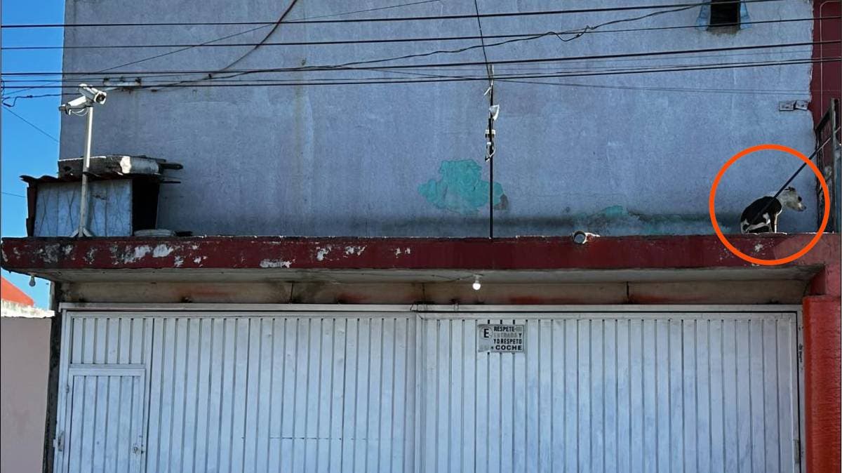 Denuncian abandono extremo de perro en azotea de Puebla; vecinos alertan que sigue sin agua ni alimento