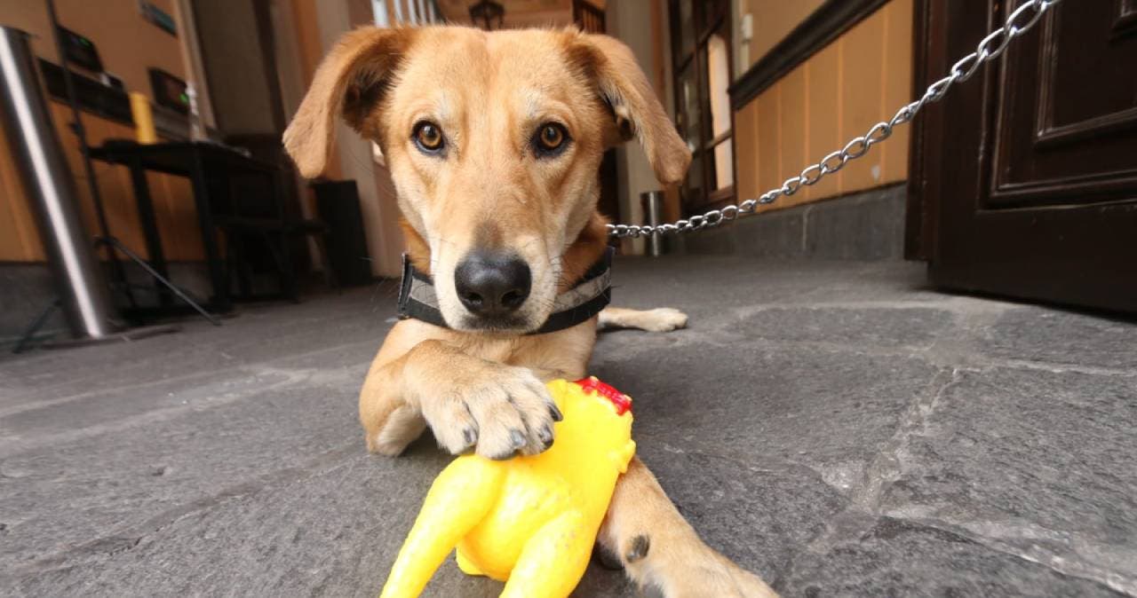 Carolino, el perrito que conquistó la BUAP, ahora protagoniza un libro que se presentará en la Feria Nacional del Libro