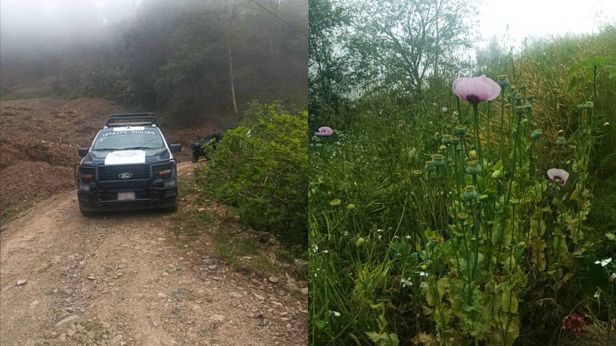 Zoquitlán: hallan 200 plantas de amapola ocultas en sembradío de habas