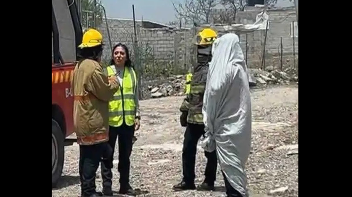 Ataque de abejas en Puebla deja un muerto y dos lesionados: qué pasó y por qué ocurrió