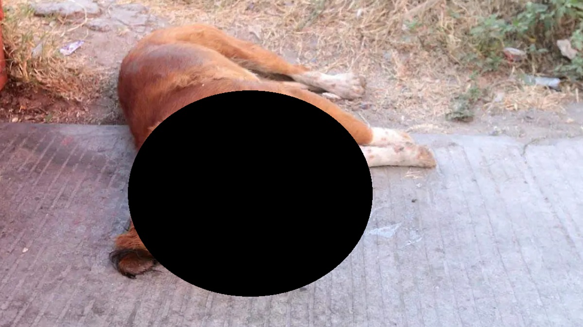 Indignación en Puebla: envenenan a 18 perritos en Tlacotepec; Fiscalía ya investiga