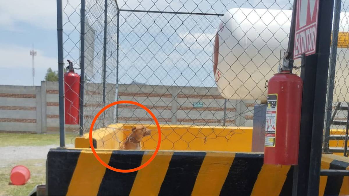 Trabajadores de Gas Uno mantienen a perro encadenado sin agua en San Simón Atzizintla