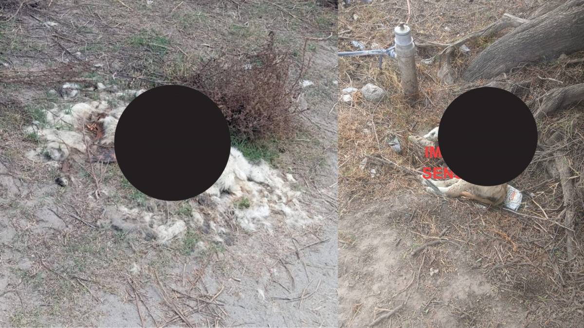 Vecinos denuncian matadero clandestino en Quecholac: olor fétido y crueldad animal