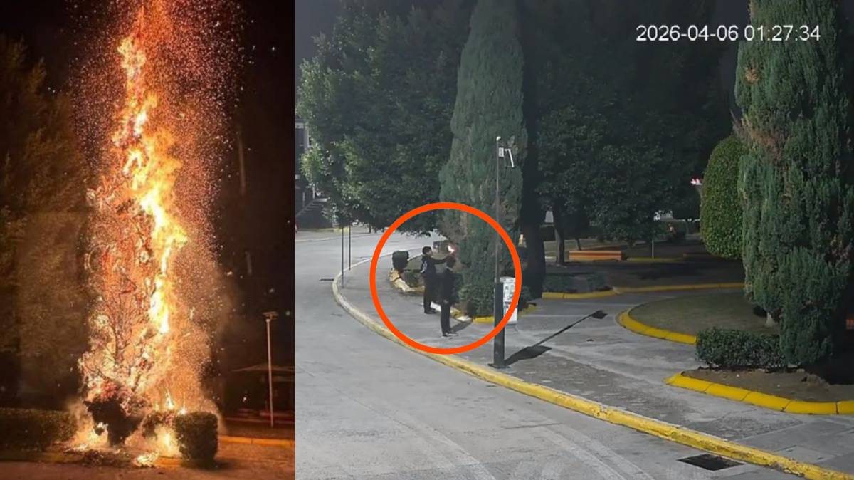Incendian árbol de madrugada en Los Héroes: cámaras captan a dos jóvenes en Puebla