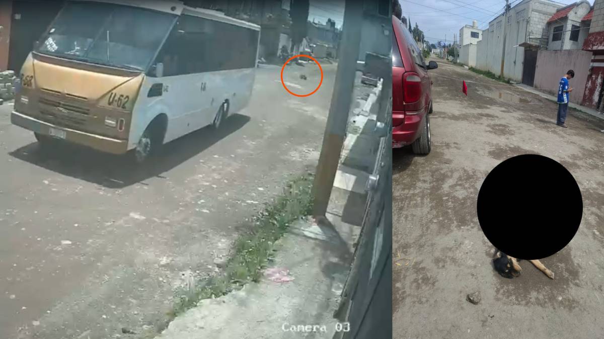 Ruta 68-A atropella y mata perrita en Xonacatepec; concesionario asegura que “solo es un animal, no pasa nada”