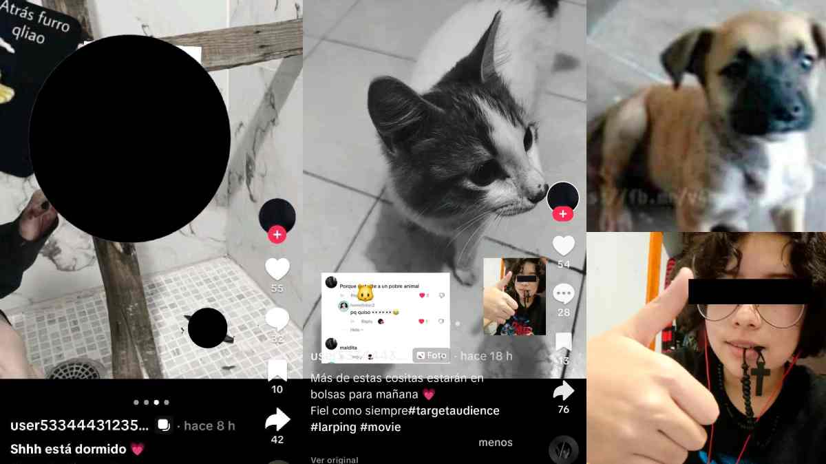 Internautas vinculan presuntas publicaciones con el caso de adolescente señalada por la muerte del perro Huellitas