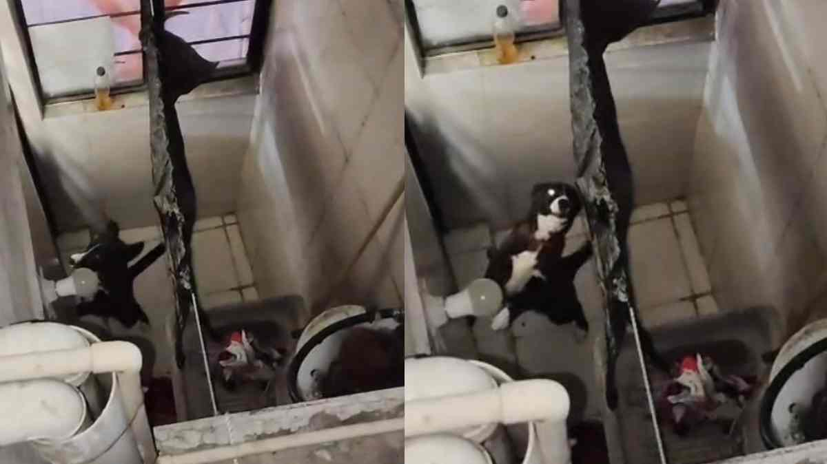 Denuncian presunto caso de maltrato animal en San Antonio Abad; perrita permanece en un patio reducido bajo lluvia y sol