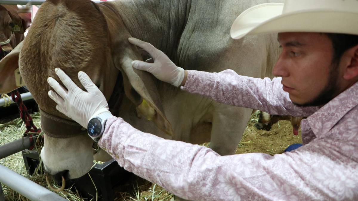 Gusano barrenador se dispara en Puebla: casos aumentan más de 200% en un mes y la Sierra Negra enciende alertas