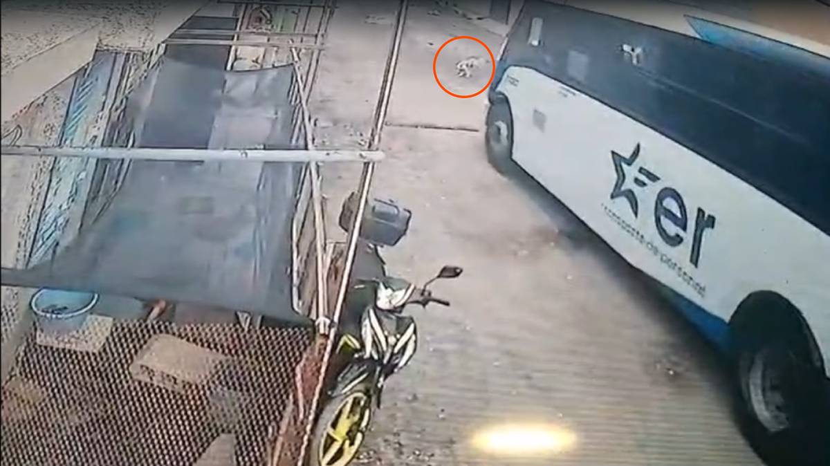 Autobús Estrella Roja mata a perrita en Puebla; vecinos exigen justicia