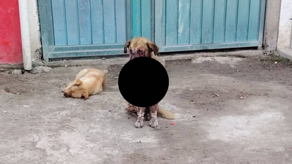 Buscan salvar a perrito herido presuntamente con ácido en Tehuacán; exigen intervención de autoridades