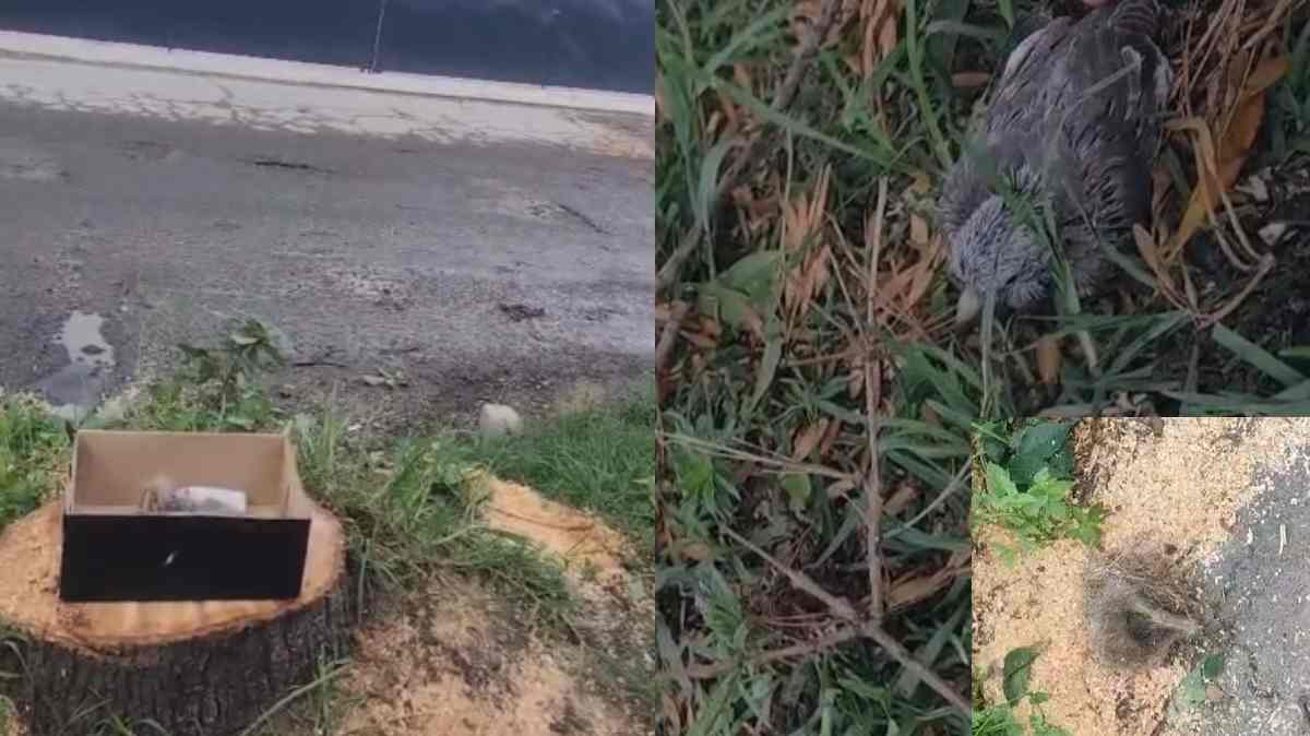 Vecinos acusan afectación a aves tras tala de árbo