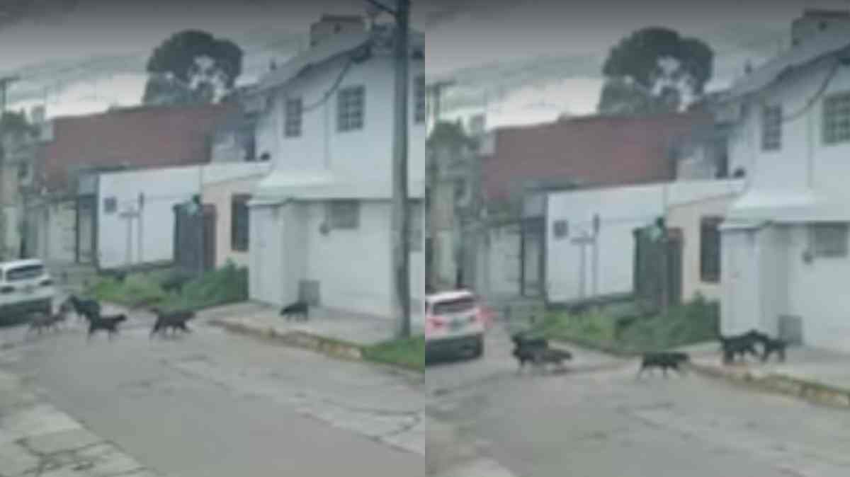 Vecinos denuncian presunta sobrepoblación de perro