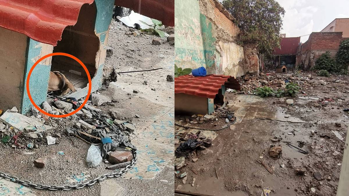Piden rescatar a dos perritas encadenadas en un te