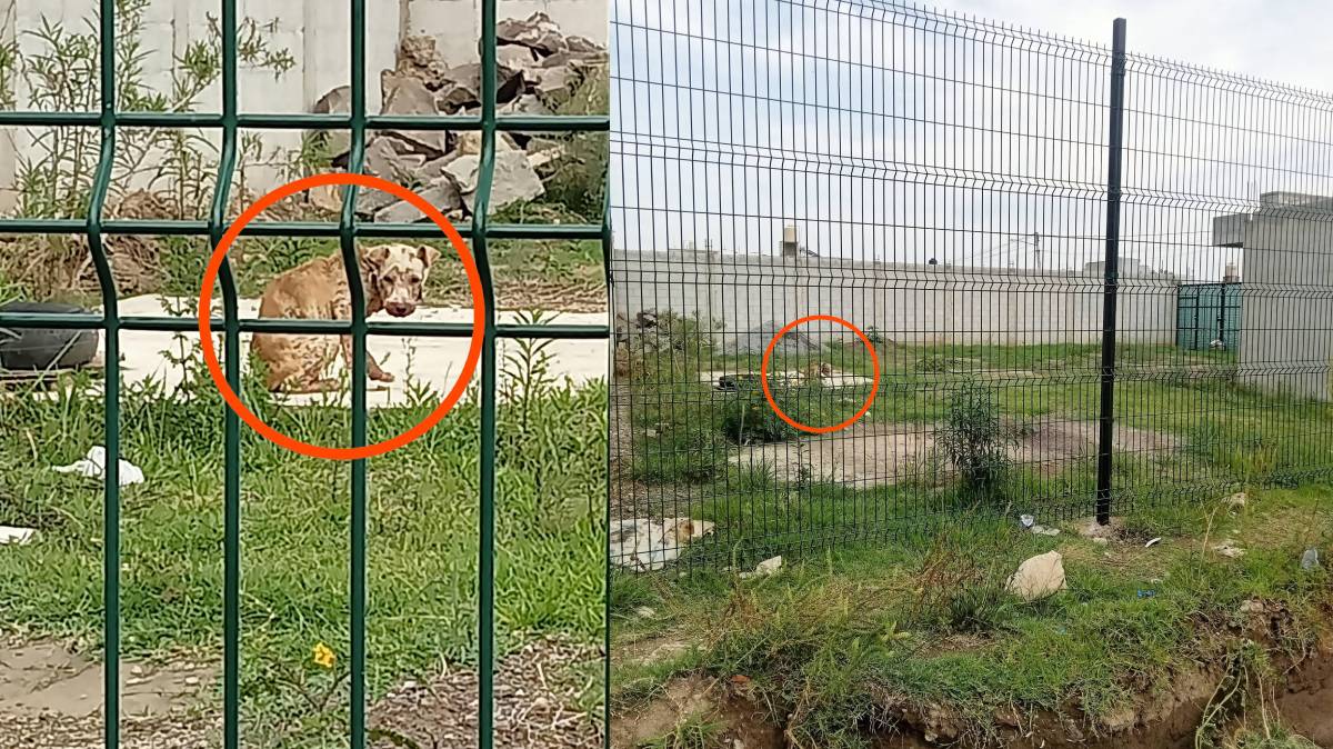 Vecinos piden rescate urgente de un perro abandona
