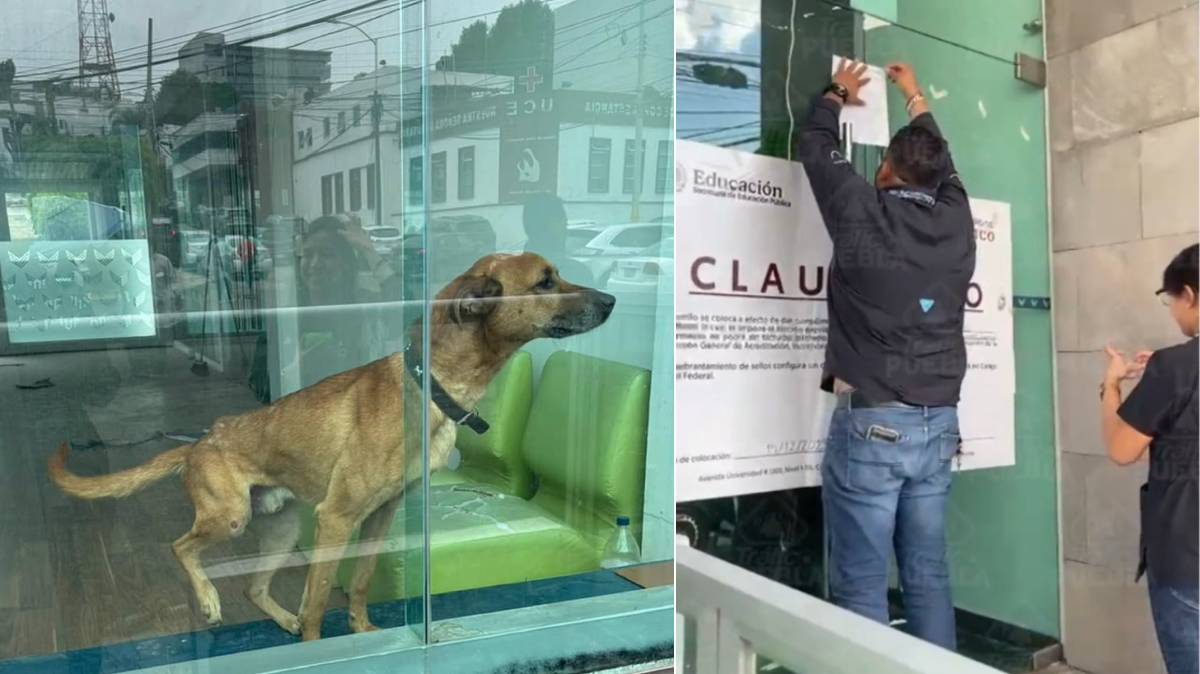 Perrito sigue encerrado en universidad clausurada 