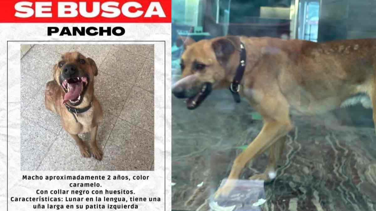 Surge esperanza para el perrito hallado en la Univ
