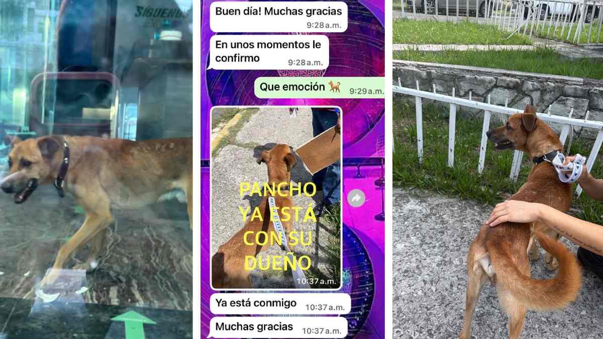 Pancho volvió a casa: confirman que el perrito hal