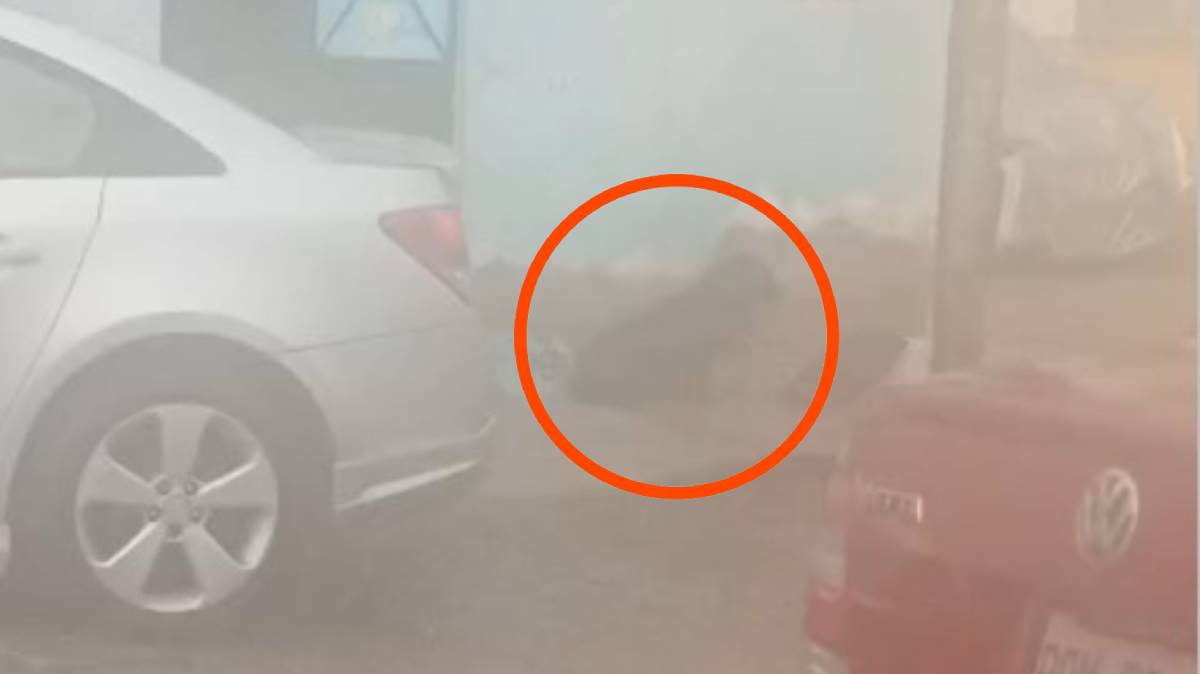 Perros sobreviven entre el sol, la lluvia y el aba