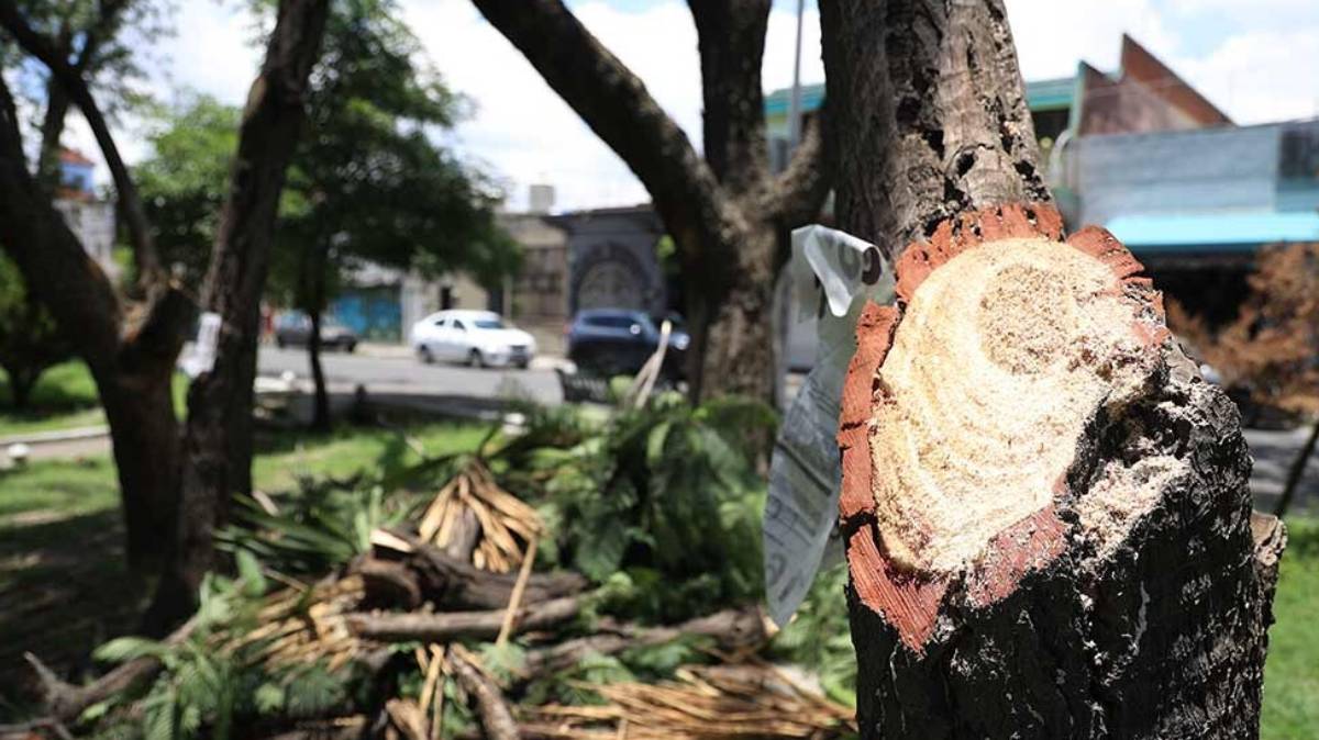 Tala de árboles en Bosques de Sebastián escala a instancias legales; PAN exige investigar al Ayuntamiento de Puebla
