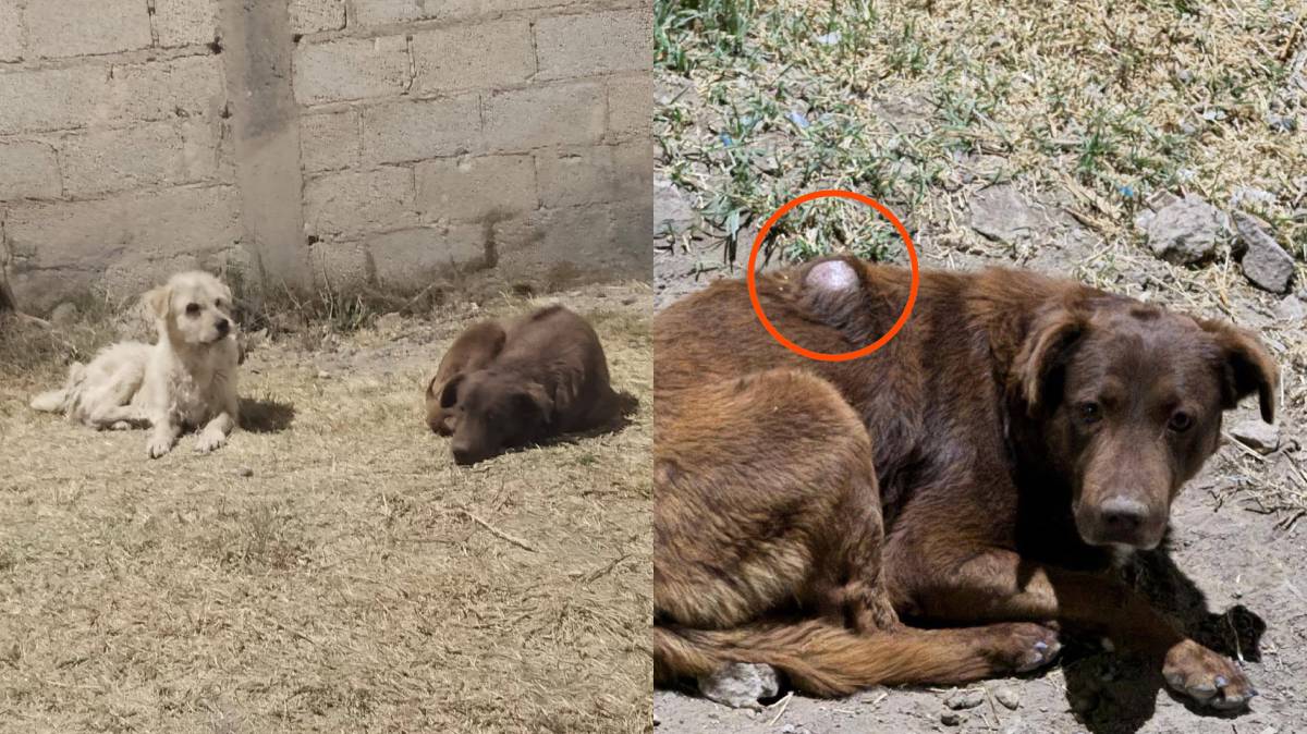 “No nos compete”: Gobierno de Puebla se deslinda del abandono y maltrato animal en Coyopotrero