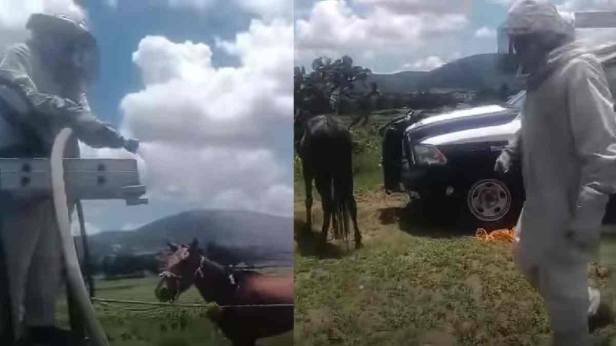 Ataque de abejas moviliza a cuerpos de emergencia en Ciudad Serdán; rescatan a personas y caballos