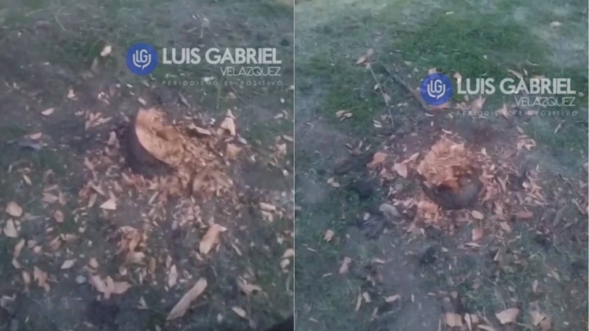 Denuncian presunta tala irregular de árboles en Los Héroes Puebla; vecinos exigen explicación a autoridades