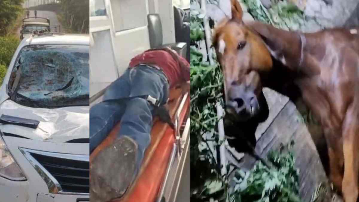 Muere caballo atropellado en Hueytamalco tras más de 33 horas lesionado; Fiscalía confirma eutanasia y detención de presunto responsable